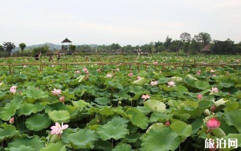 百色旅游攻略自由行