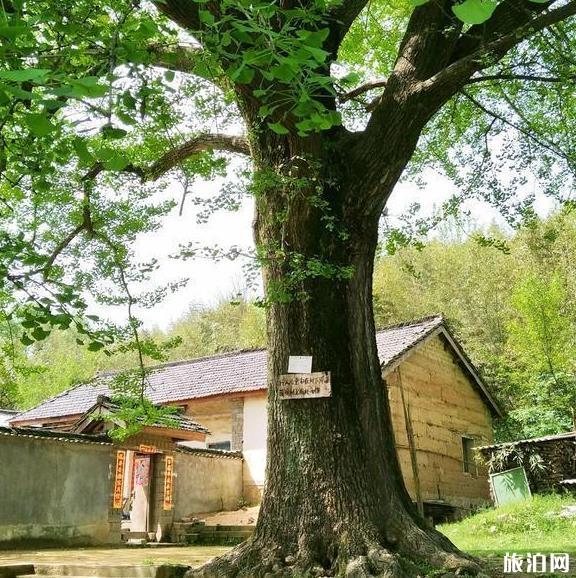 信阳李寨大王村怎么样 要门票吗