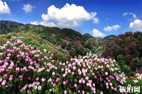 贵州毕节百里杜鹃什么时候去最好 门票+停车