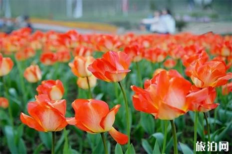 四川广安哪里可以赏花