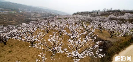 2019西安蓝田华胥杏花节时间+最佳观赏期 周至黑河山萸花什么时候开
