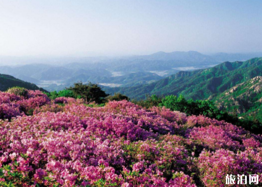毕节2019年杜鹃花节时间+路线推荐+活动内容