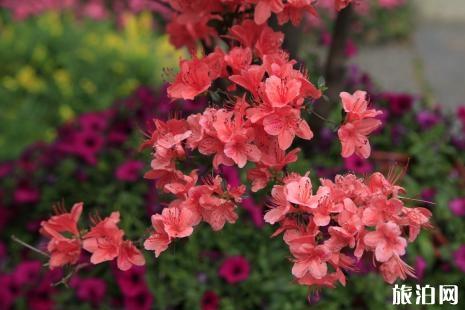 毕节2019年杜鹃花节时间+路线推荐+活动内容