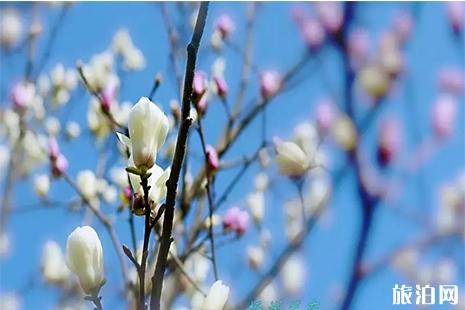 抚州赏花好去处 附抚州赏花地图