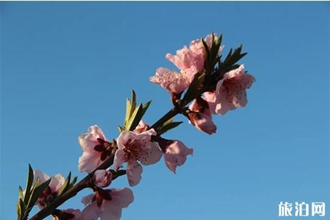 运城赏花去哪里 运城赏花指南