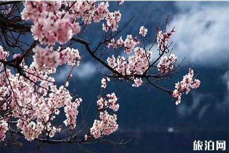 运城赏花去哪里 运城赏花指南