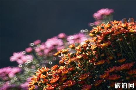2019清明节永州扫墓专线信息
