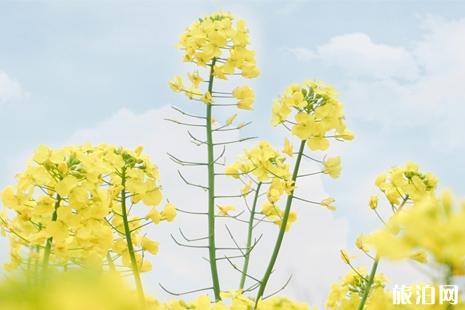 2019临沂赏花活动攻略