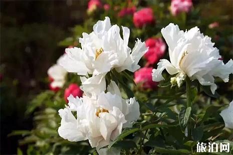 2019聊城东阿县油用牡丹观光节4月20日开启