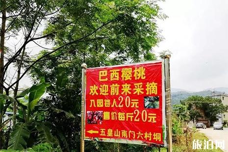 钦州五皇山樱桃采摘 价格+交通