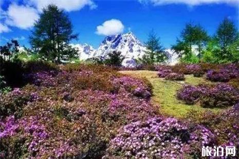 云南迪庆州杜鹃花 花期+地点