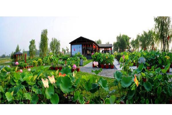 2019第七届铁岭荷花文化旅游节7月13日开启