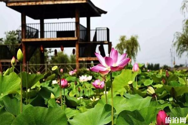 2019第七届铁岭荷花文化旅游节7月13日开启