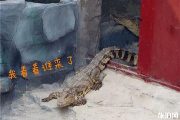 宿州野生动物园好玩吗 停车位置在哪里