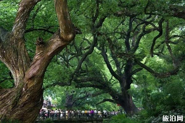丽水市A级旅游景区对医护人员免费开放 景区2月18日逐渐恢复开放