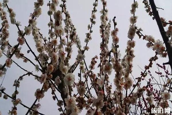 春季安康赏花的地方有哪些