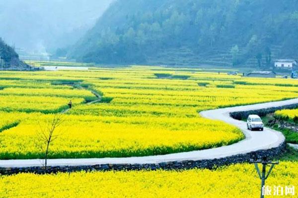 春季安康赏花的地方有哪些
