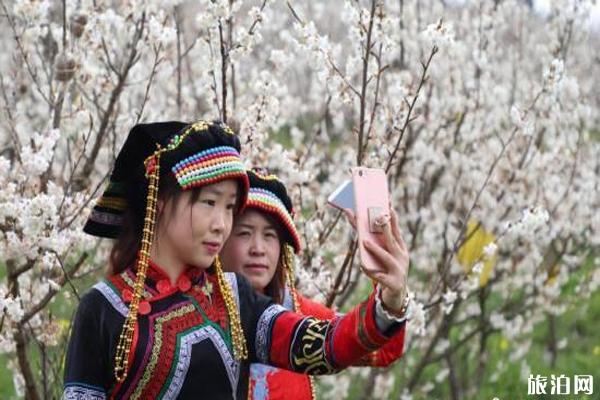 如何从迪庆跳虎