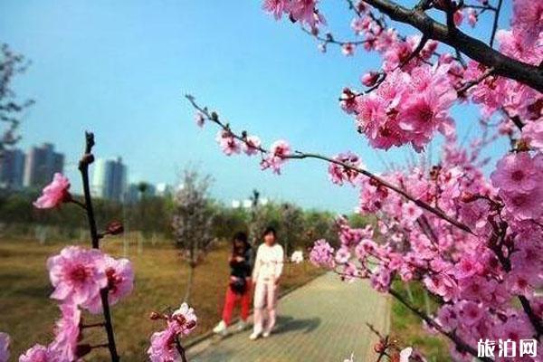 春季平顶山赏花的景点推荐