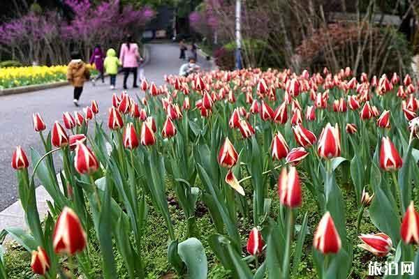 春节去大理穿衣指南_春节去大理天气在月_春节去大理景点推荐