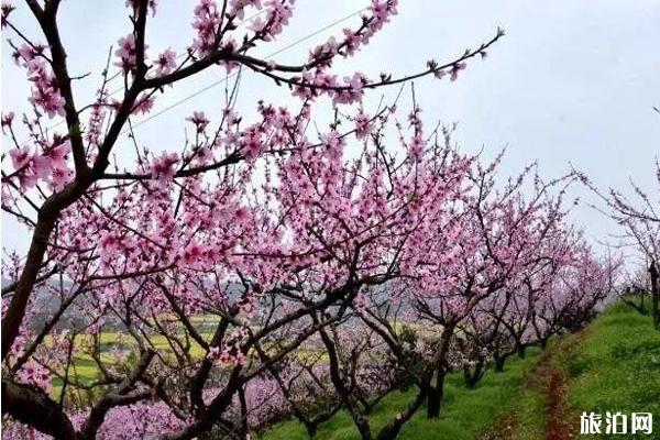 大理古城* *旅行时间？去哪个月合适？