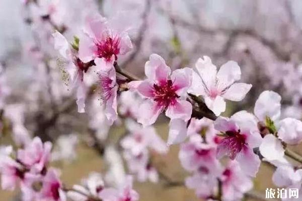 11月楚雄穿衣指南_ 11月当月天气_ 11月楚雄景点推荐
