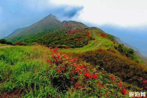 春节楚雄穿衣指南_春节楚雄穿什么衣服_春节楚雄天气温度