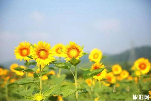 元旦推荐去枣庄吗_元旦推荐去枣庄餐厅_元旦去枣庄小贴士