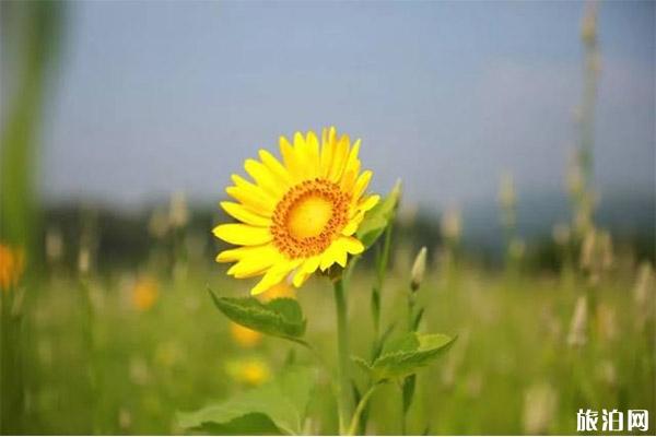 推荐8月去枣庄吗_推荐8月去枣庄酒家_ 8月去枣庄注意事项？