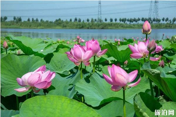 2020铁岭荷花节是什么时候和地点 铁岭荷花节门票价格