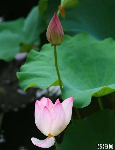 春节去宁夏怎么样_春节去宁夏怎么样_春节去宁夏好玩吗？