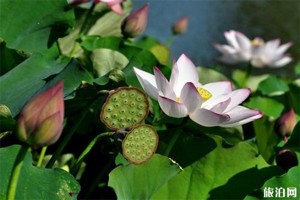 中秋游宁夏必备物品_中秋期间应该带什么去宁夏_中秋游宁夏需要准备什么？
