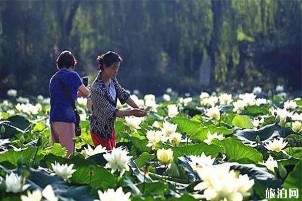 夏季去锡林郭勒大草原必备物品_夏季去锡林郭勒大草原推荐_夏季去锡林郭勒大草原推荐美食