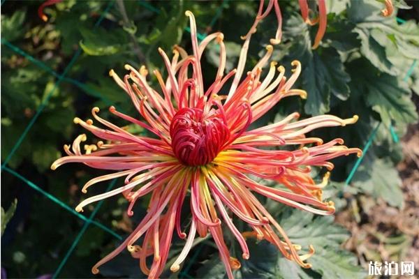 2020新疆昌吉菊花展什么时候开始 昌吉菊花展在哪里举办和活动介绍