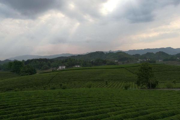 遵义旅游线路设计 遵义旅游攻略必玩的景点