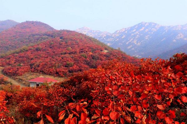 2020南阳桐柏红叶最佳观赏时间