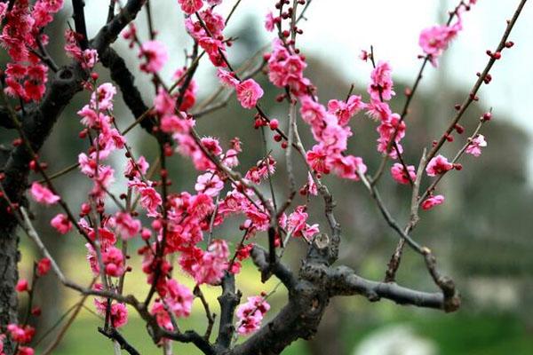 2021上海东方美谷梅花节举办时间地点