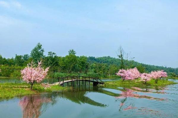 2021常德桃花源的桃花什么时候开 