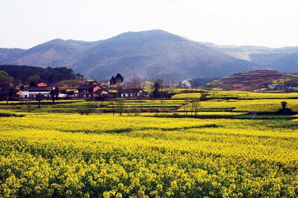 2021汉中油菜花自驾游路线 汉中油菜花最佳观赏时间 