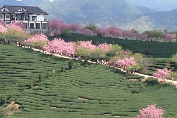 2021福建龙岩樱花茶园赏花攻略 漳平永福樱花园什么时候去最好