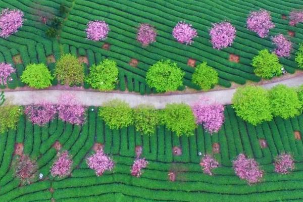 2021福建龙岩樱花茶园赏花攻略 漳平永福樱花园什么时候去最好