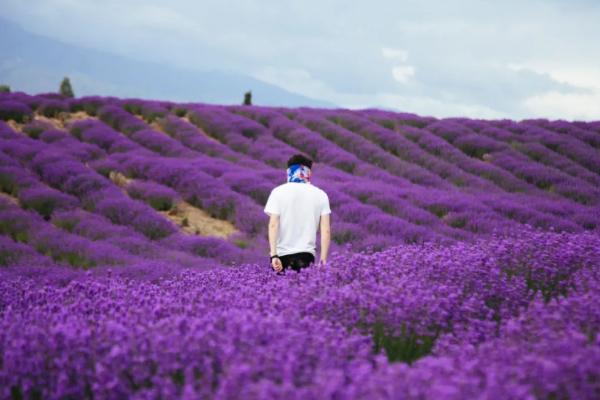 伊犁深度游路线 伊犁赏花攻略