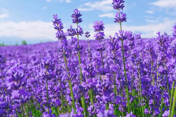新疆哪里产棉花 伊犁适合几月份去旅游