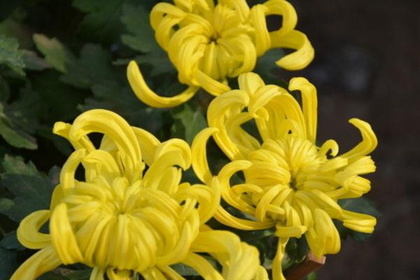 2021太原晋祠菊花文化节举办时间地点及布局展示