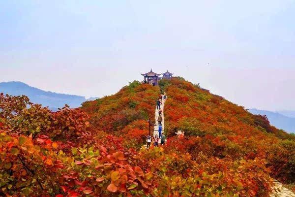 河南枫叶哪里最好看