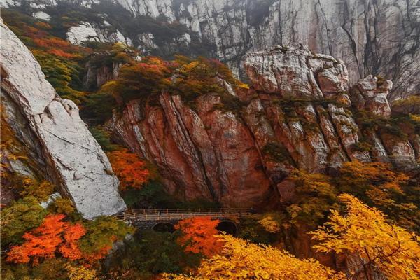 河南枫叶哪里最好看