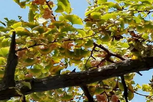 青岛中山公园有哪些园区可供游客赏花