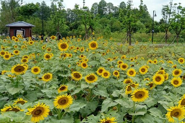 武汉马鞍山森林公园向日葵花海在哪里-攻略