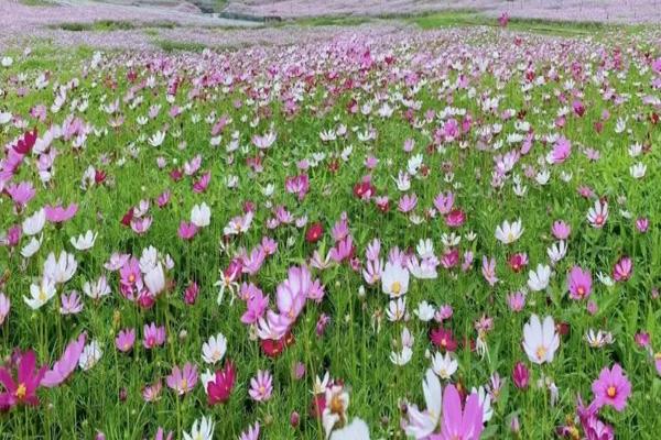 2021湖南省花博会上有哪些展区