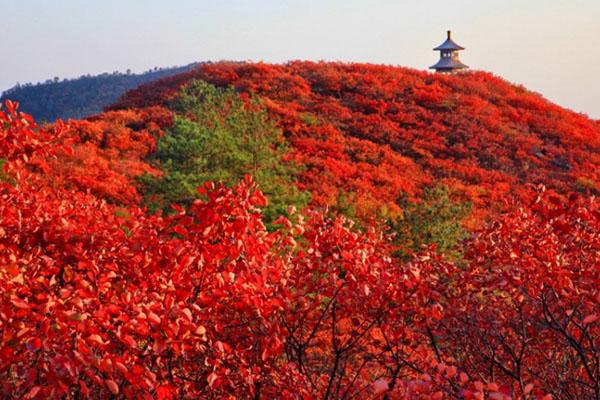 2021河南赏红叶最好的景点